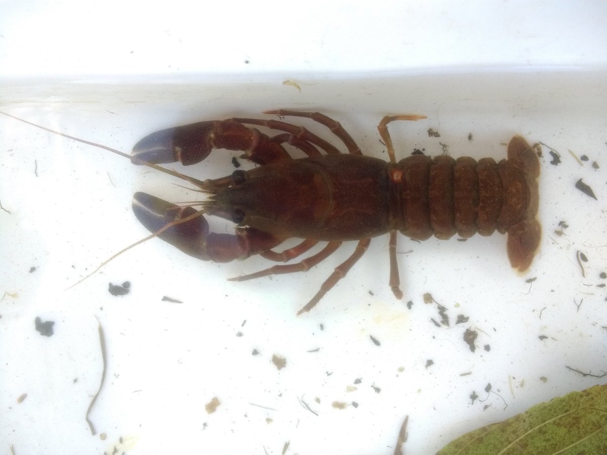 N_outandabout's tweet photo. @Norbridgeschool @macawclass5 @Toucan_Class here are a few of today's catches. #norbridgeontour #hathersage #BestYouCanBe #streamstudy #Crayfish #fish https://t.co/8i52wKtTzj