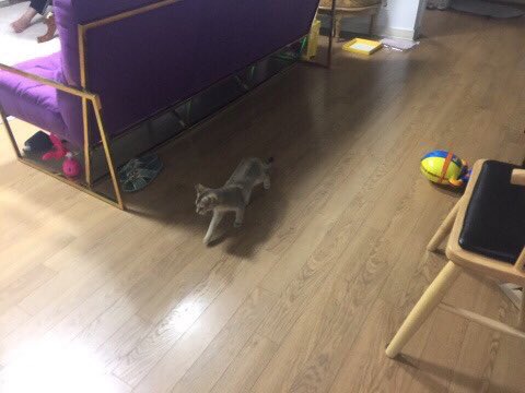 Rooney likes pororo balloon :3