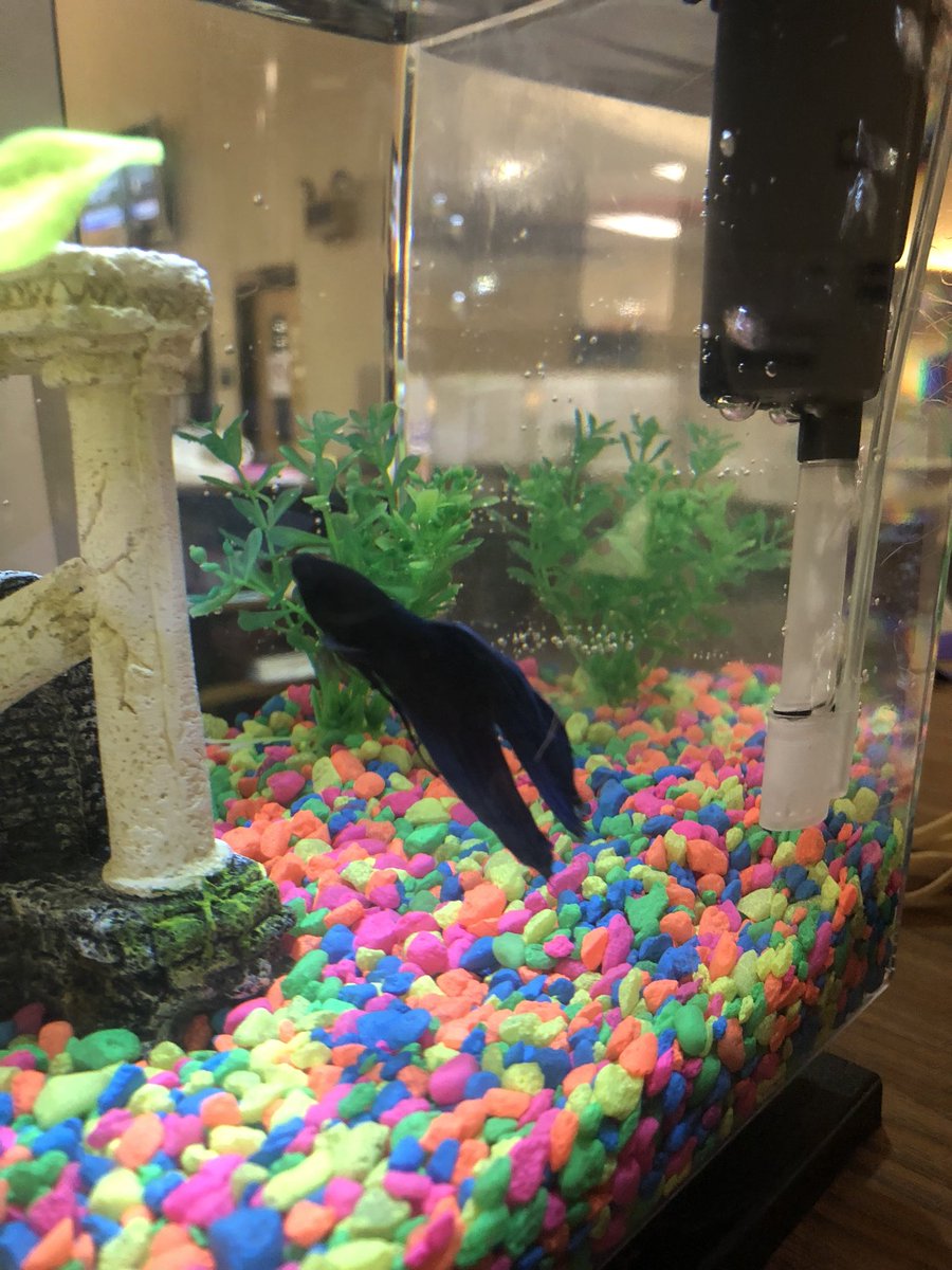 SVRangerLibrary's tweet image. Look who’s back just in time for banned books week!  #AtticusFish #librarymascot