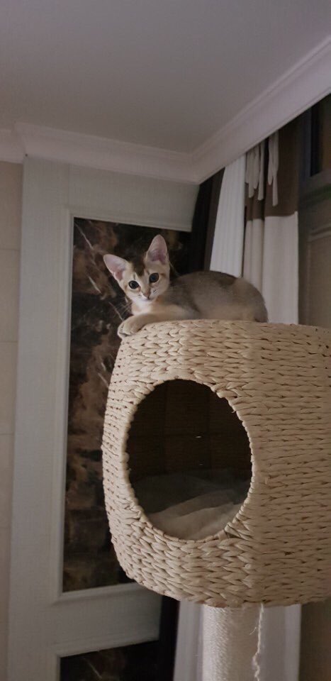 A look of the Kang’s household