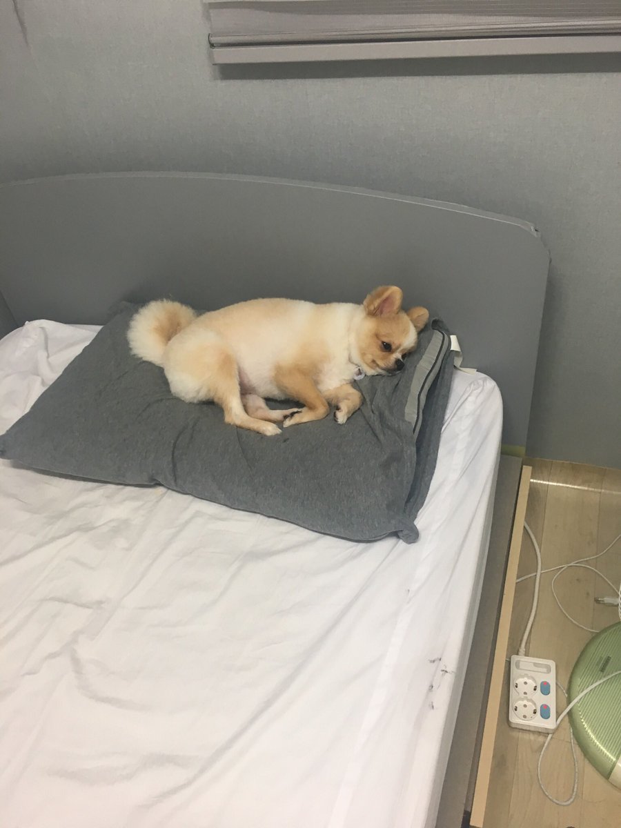 이번년도 응원해주신 모든분들 감사합니다앞으로 더 노력해서 게임 외적내적 모두 인정 받을수있도록 노력하겠습니다~ 즐거운 추석 보내세요!! 사진은 졸린 쿵이 ㅎ