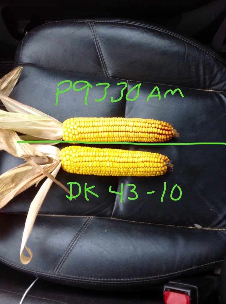 garfieldmn91's tweet photo. This is going to be an exciting weigh off. There is one person with a guaranteed win here. #thefarmer 2 amazing looking varieties. #cobtocob #binbusting #ontag #bigyields #fungicidepays #planthealth #whatsyourvote @PioneerSeedsCA https://t.co/OI4pqcD5AX