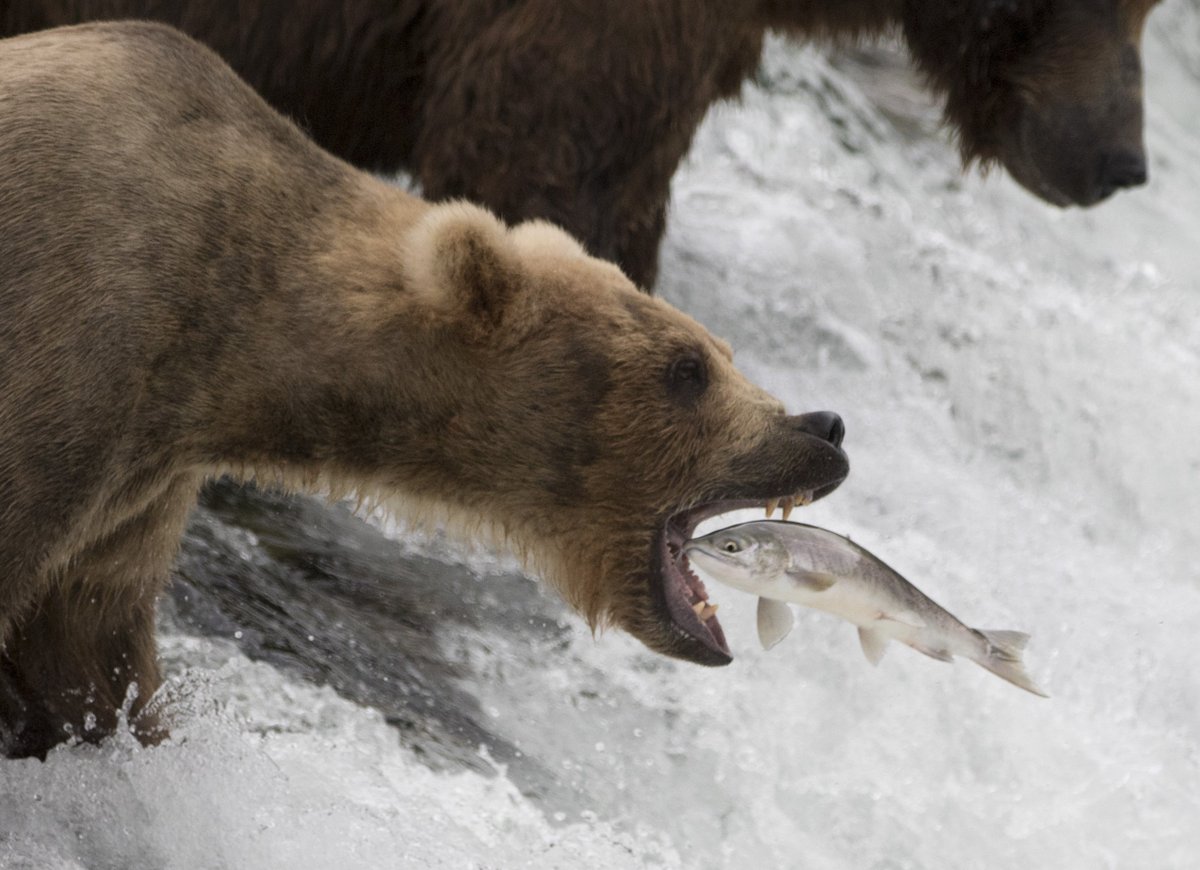 KatmaiNPS's tweet photo. 🎂 100 years ago today, Katmai was established as a national monument to protect the the Valley of Ten Thousand Smokes!

Over a century, it has been expanded— to include sweeping coastlines, vistas that feed the imagination, and creatures that remind us what it is to be wild. https://t.co/7X0nORyTlw