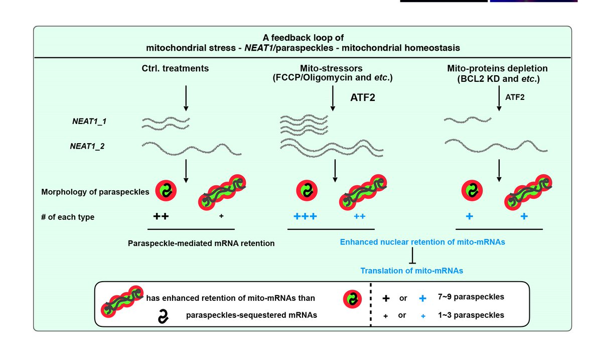 NatureCellBio's tweet photo. Ling-Ling Chen and colleagues show that #mitochondria stress alters paraspeckle number and morphology through regulating the transcription and processing of #lncRNA NEAT1, retaining mRNAs of mitochondrial proteins in paraspeckles https://t.co/IICCpnuCeV https://t.co/tQhSdpeFec