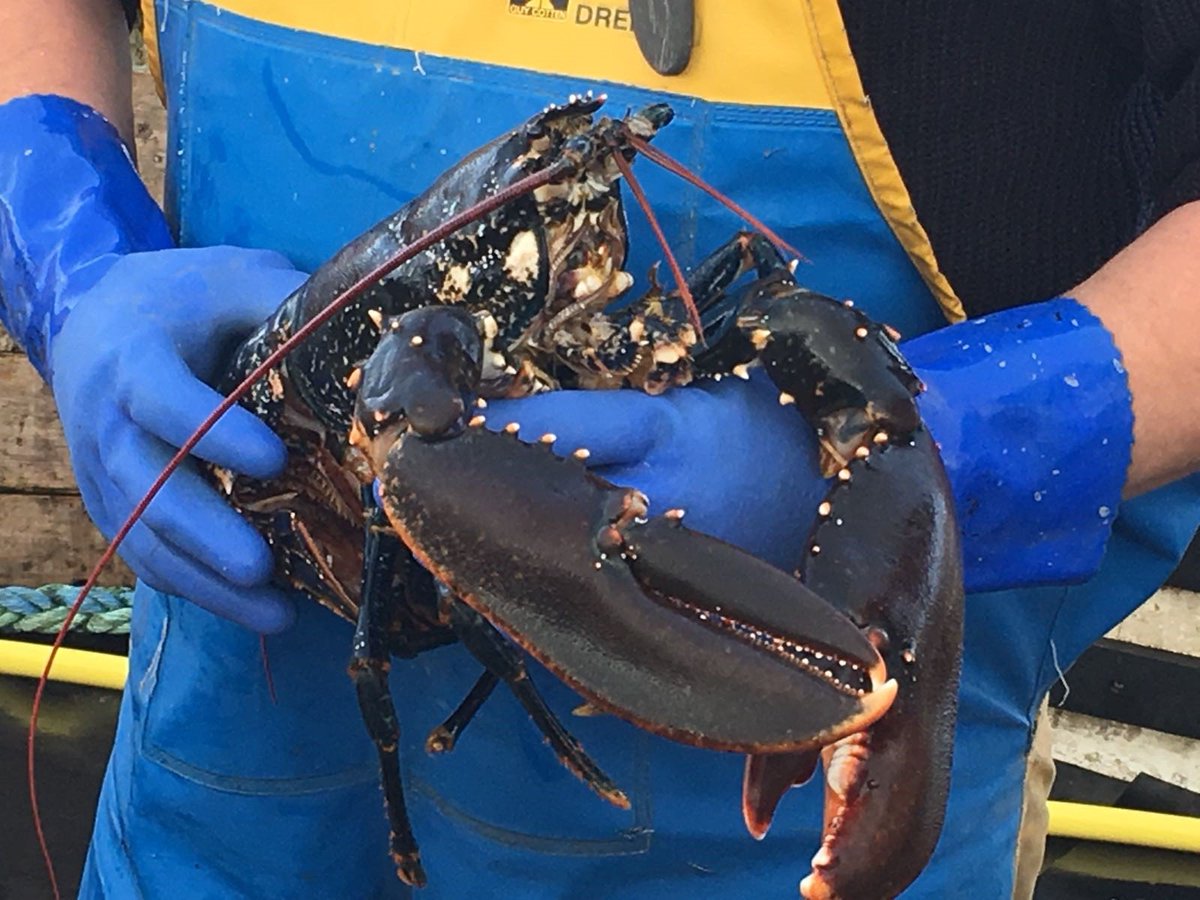 Scottish Shellfish (scott_shellfish) Twitter