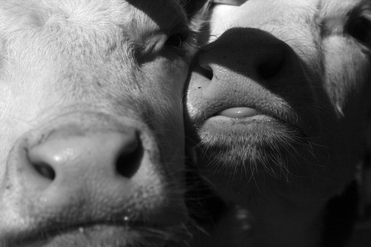 Loving the camera! 🐮<a href="/NorthiamDairy/">The Cart Horse</a> #happycows #happyfaces #cowswithcharacter