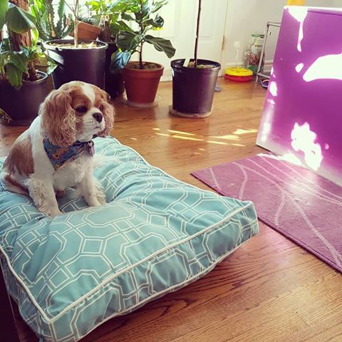 EthicalTree's tweet photo. Mowgli wants everyone to know that @Purple_Urchin is open today, but their debit machine is down, so it's cash only. :) #petsofottawa #ottawatornado #nointernet https://t.co/Dfipv90meO
