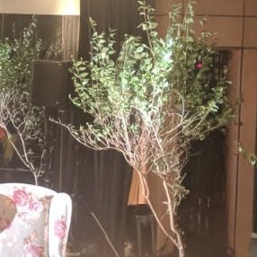 IDareYouTour's tweet image. Very exciting first glimpses of the #IDareYou design taking shape at @NottmPlayhouse today from collab between Designer Lydia Denno, Lighting Designer Alexandra Stafford &amp;amp; Sound Designer @orange_drew. Book your ticket to see the full picture! #grass #customlightboxes #trees