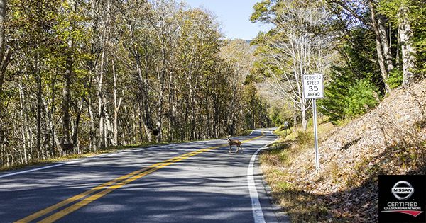 Somebody's dressed in their fall camouflage! Drive carefully and keep your eyes peeled—and if you do have a bump, our Nissan Certified Collision Center will have you back on the road in a jiffy. pbxx.it/O29d9D