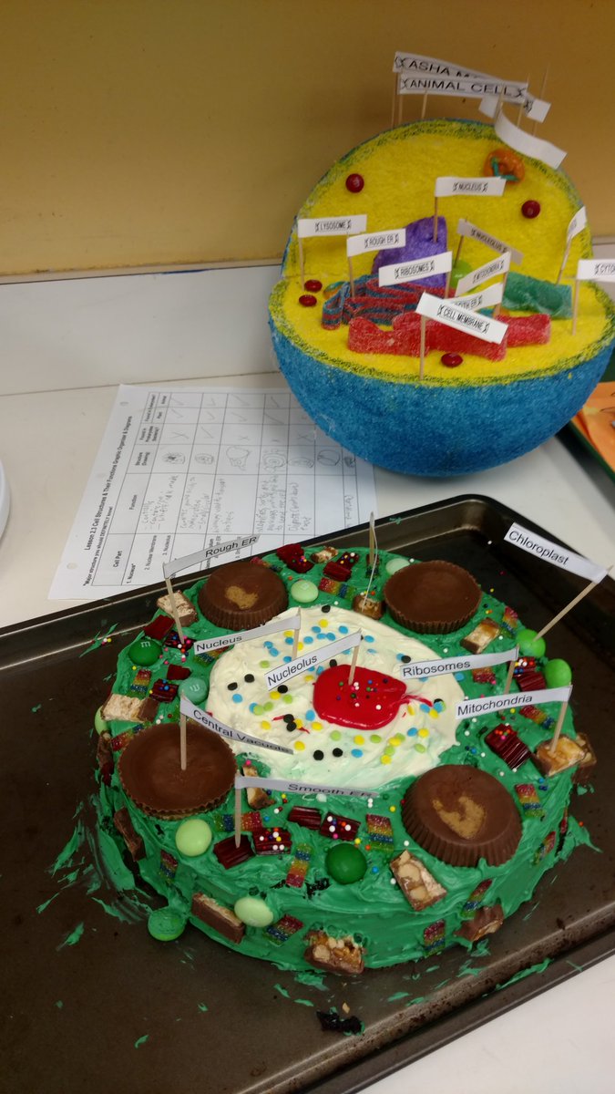 khanlscience's tweet image. One of my favorite days😋 #science   @TriangleDay 7th grade #cellmodel projects