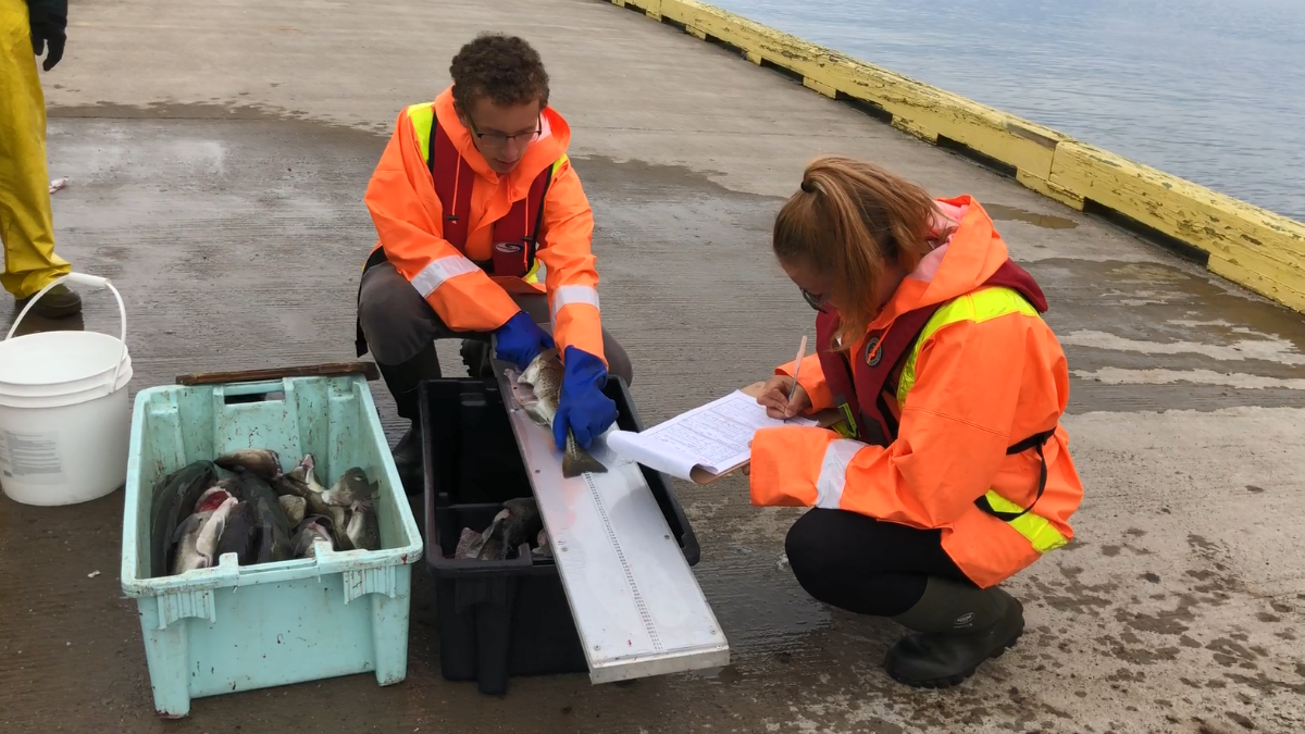 DFO_NL's tweet photo. The 2018 recreational groundfish fishery is open today. After you finish #NLRecFish -ing for the day, have your fish measured by our #CitizenCod students at designated wharves. Look for the bright orange shirts! #DFONL https://t.co/ObNKgKSgIR