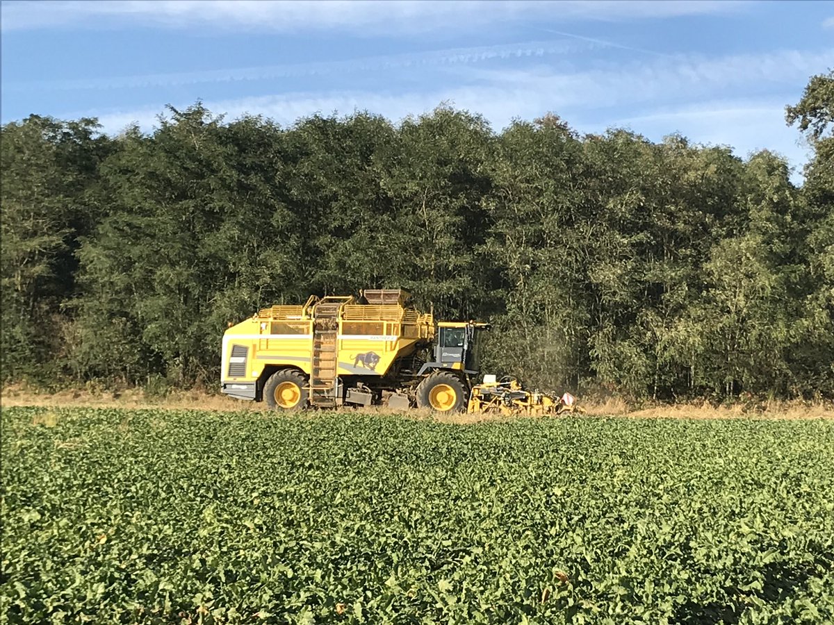 Cuma de Péroy tweet media