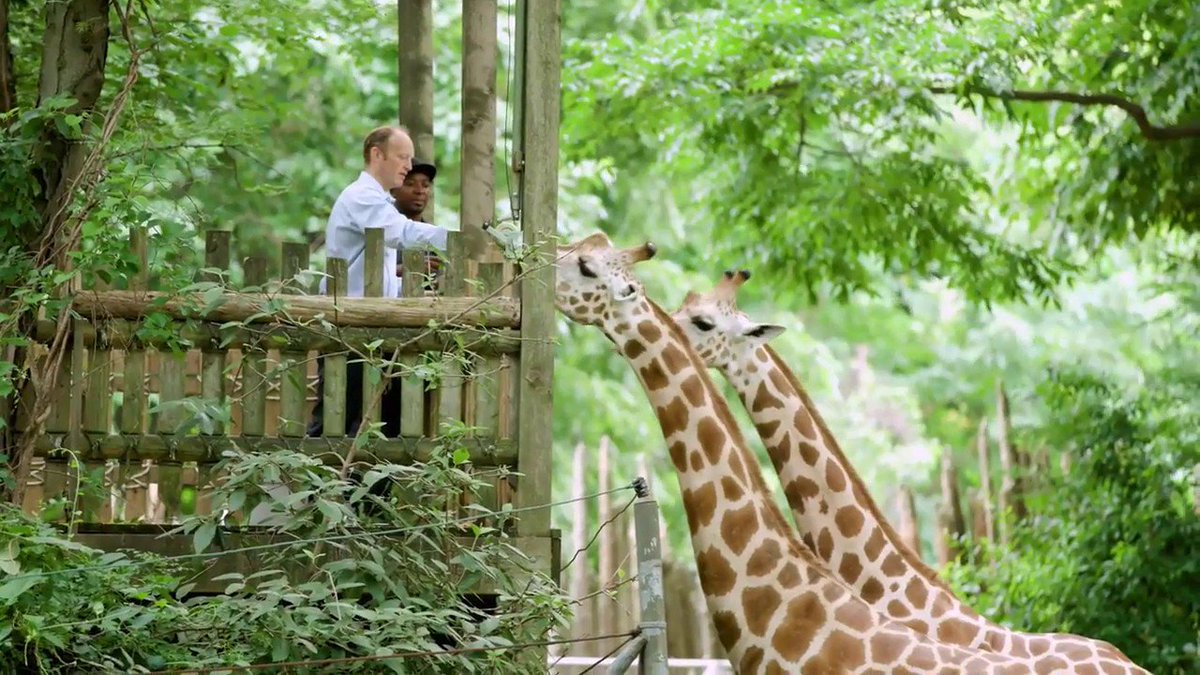 Парк регента в лондоне зоопарк. Коуну коала парк. Зоопарк сан-диего. Сан диего сафари парк. Зоосад и зоопарк отличия.