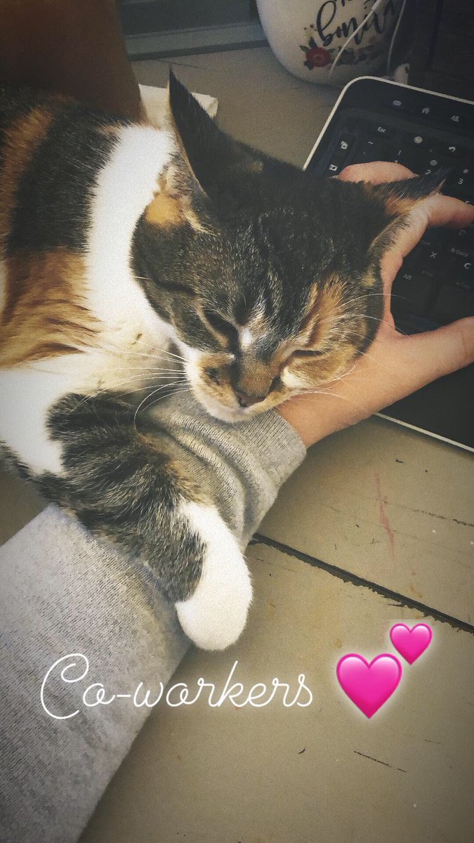 karireith1's tweet photo. When you #WorkFromHome these #furbabies are your #coworkers and they don’t have boundaries! #ClinicalResearch #remotework #catsofinstagram #CatsOnTwitter #cats #Arizona #MondayMood #MondayMorning #toocute #thatface #love #cuddles https://t.co/MJv8UUoCV5