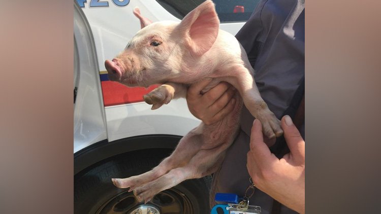 Police officer rescues little pig found hoofing down Highway 400. READ MORE: ow.ly/IaJz30lXaO6 https://t.co/TErrq9O6pG