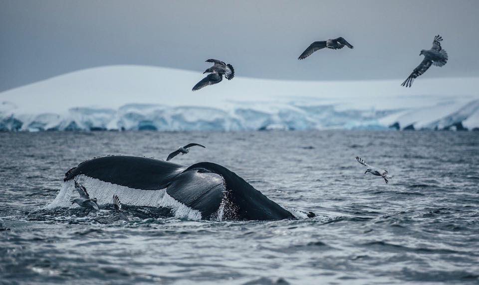 BREAKING NEWS: Today the UK has decided to forge ahead with our call to protect 30% of the world’s oceans by 2030. It’s an historic moment. bit.ly/2QVukLW 1/8