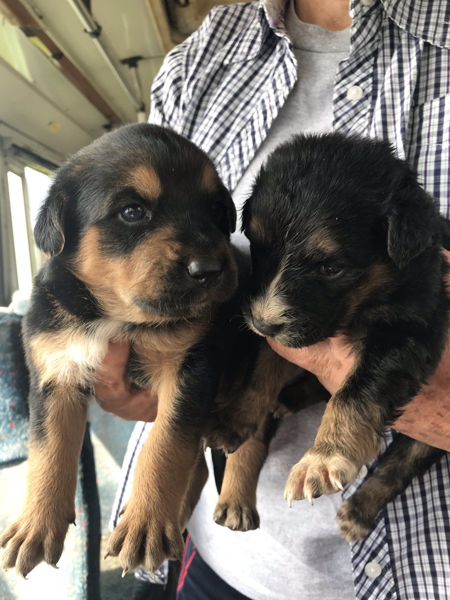 Encontrábamos varios cachorritos. Serán talla mediana-gde. Me ayudan con RT para encontrarles hogar por favor? Cdmx y Edo. Mex. URGENTE <a href="/UribeMerle/">Merle Uribe Oficial</a> <a href="/MundoPatitas/">Mundo Patitas AC</a> <a href="/fellpudito/">Israel González</a>