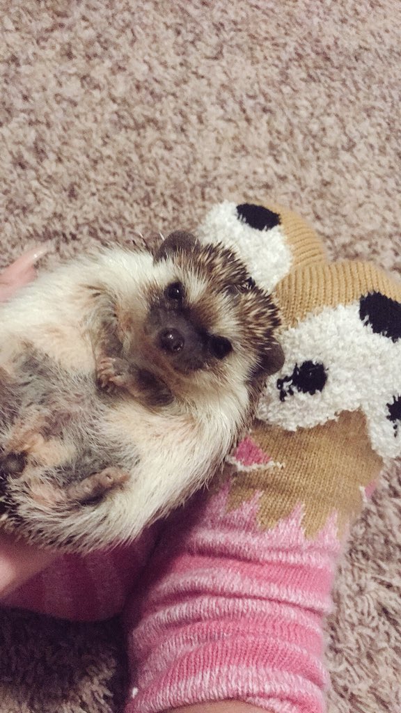 OfficialPumpky's tweet photo. Matching socks Monday https://t.co/7e6WbXLo6A