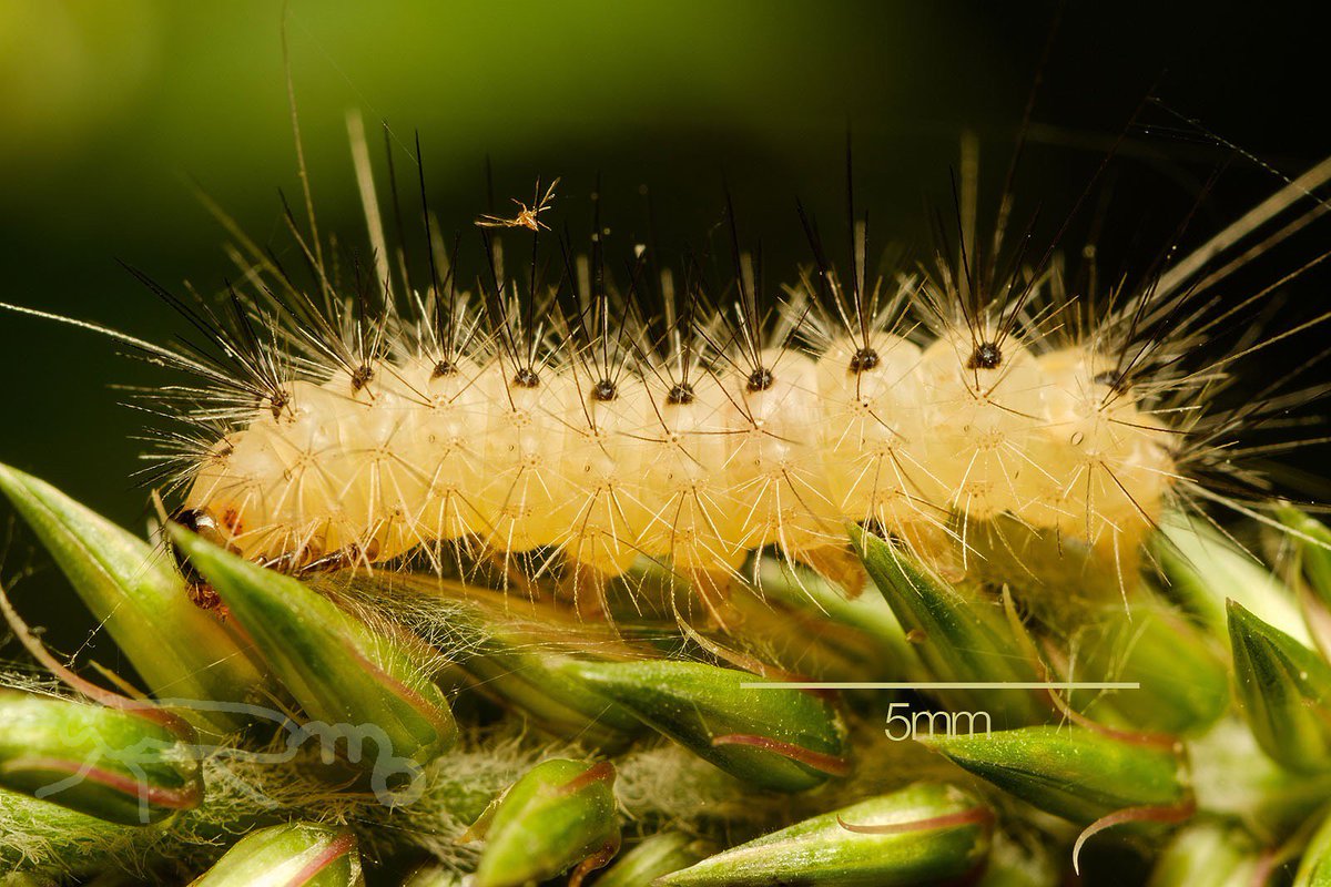 Mouuuusa イノコヅチに付いてた白い毛虫 ヒトリガの幼虫 とりあえず育ててみることに