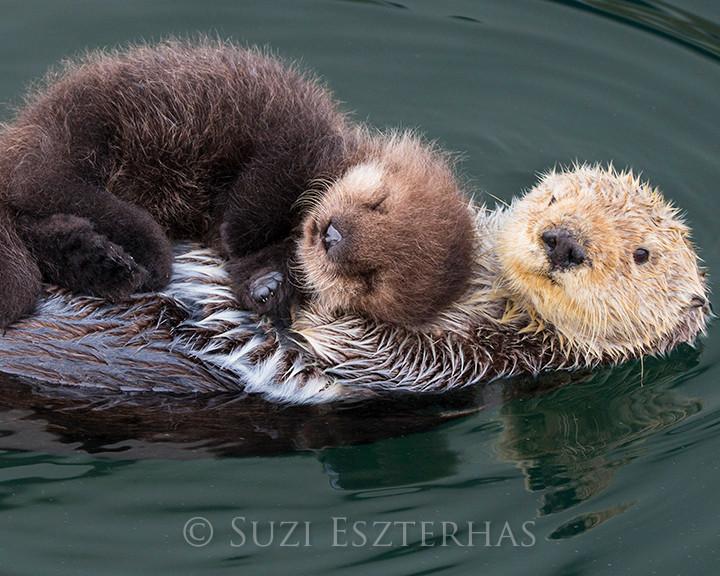 It's  #SeaOtterAwarenessWeek so get ready for some otter facts!
