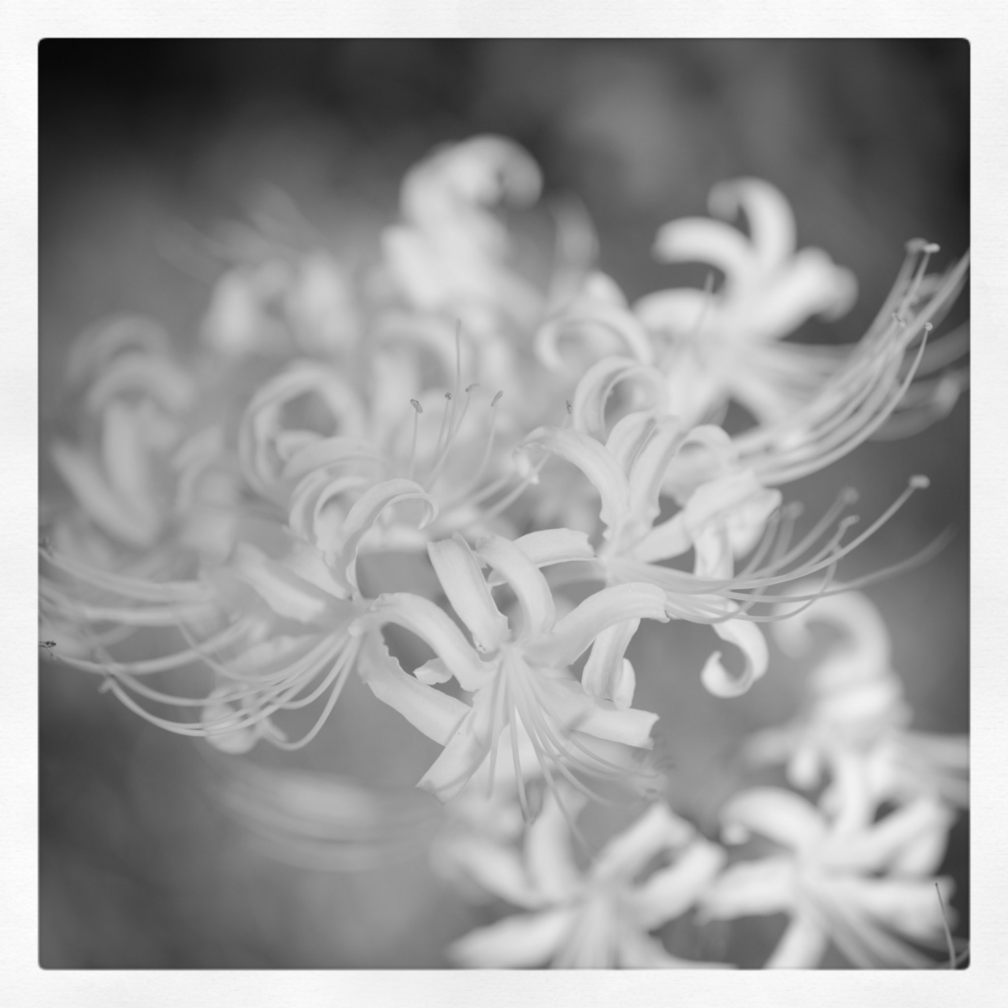 Tamron85mm - Search / X