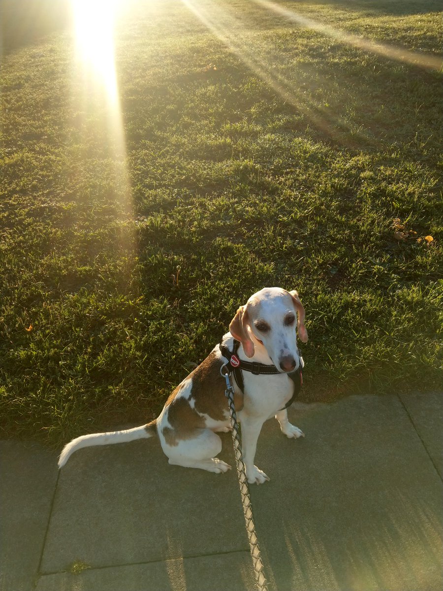 Lovely early morning #dog walk earlier today #exercise #coldbutlush