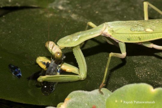 The first fishing praying mantis recorded in India - buff.ly/2xzjnYc #mantis #exoticpets #prayingmantis