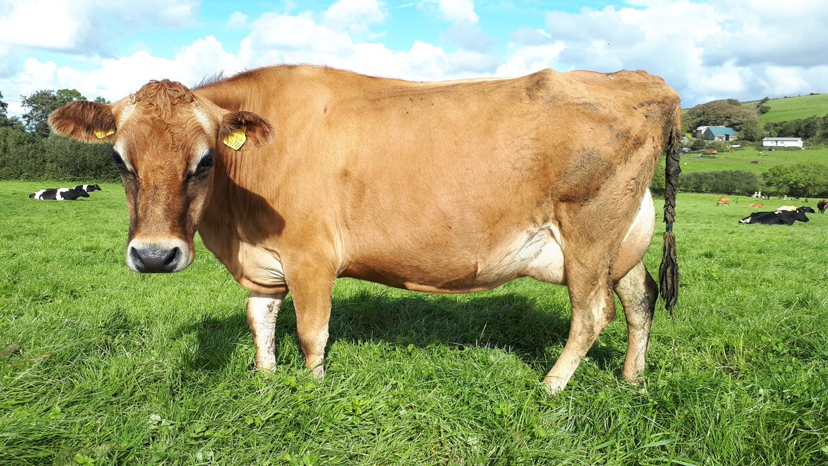 GlynALucas's tweet photo. For sale privately complete  #Jersey herd  30 in total @jerseycowman @UKJerseys Call me on 07711610 for more details @HHFarmstock #TeamDairy https://t.co/XJnaFK6uzb