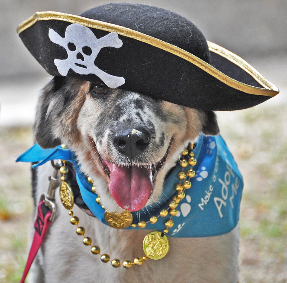PassengerPicks's tweet image. @cipiratesweek  Its a doggy dog pirate world....
#piratepups #cayman #pupparade #DogsofTwittter
