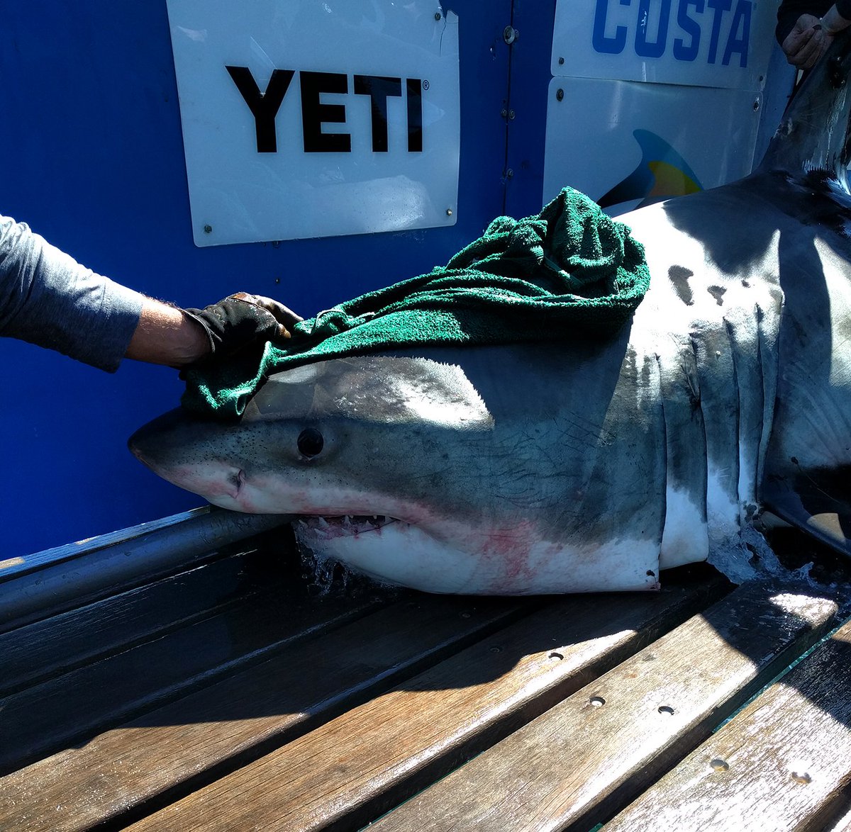 Hello world! My name is Nova the white shark and I'm a little over 11ft long. I love cruising around the beautiful Nova Scotia waters looking for my next snack!