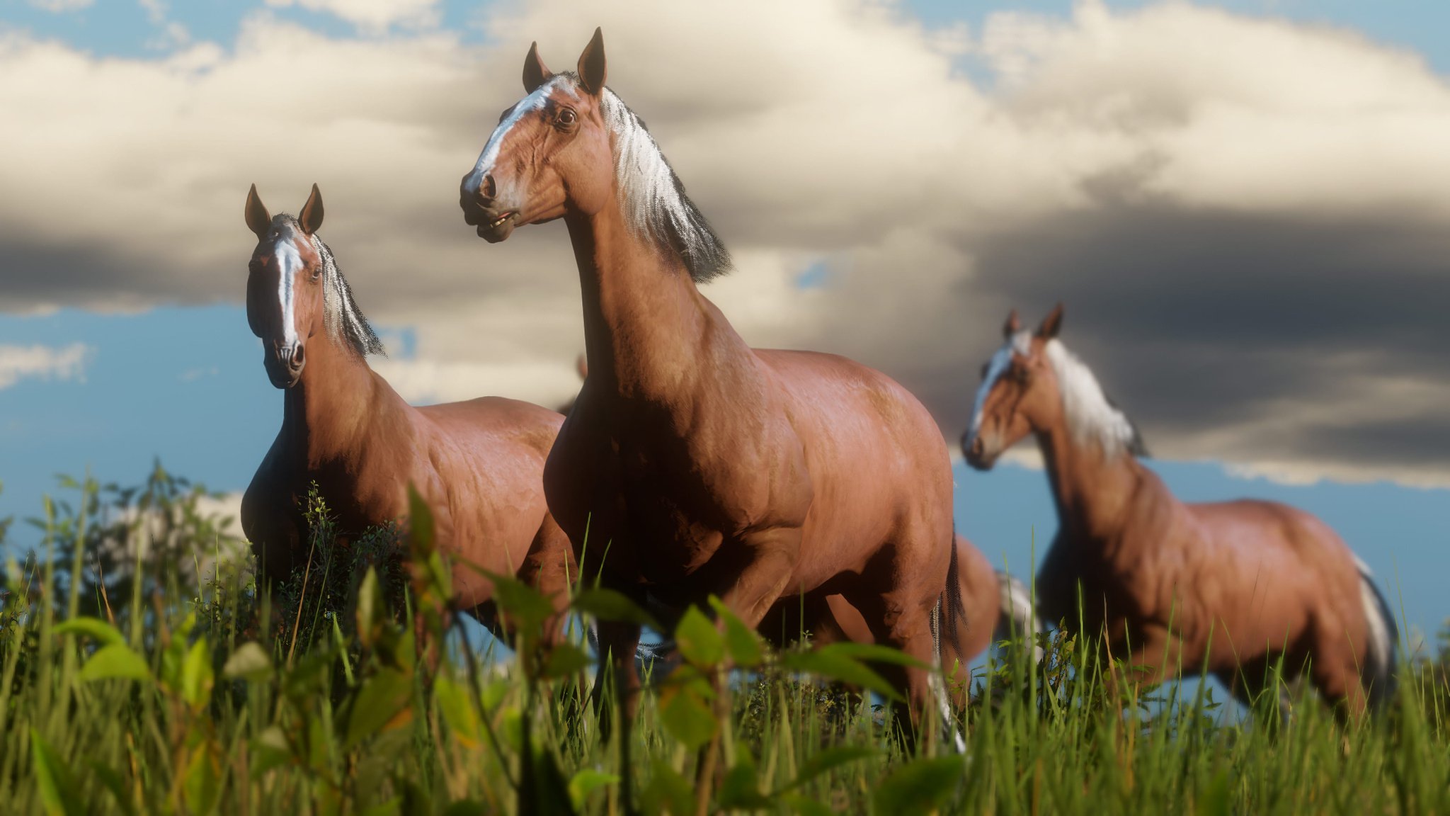rygrad udgifterne svært Rockstar Games on Twitter: "There are 19 breeds of horse in Red Dead  Redemption 2 from Appaloosas and Arabians to Shires to Mustangs, and each  handles differently with its own characteristics. Horses