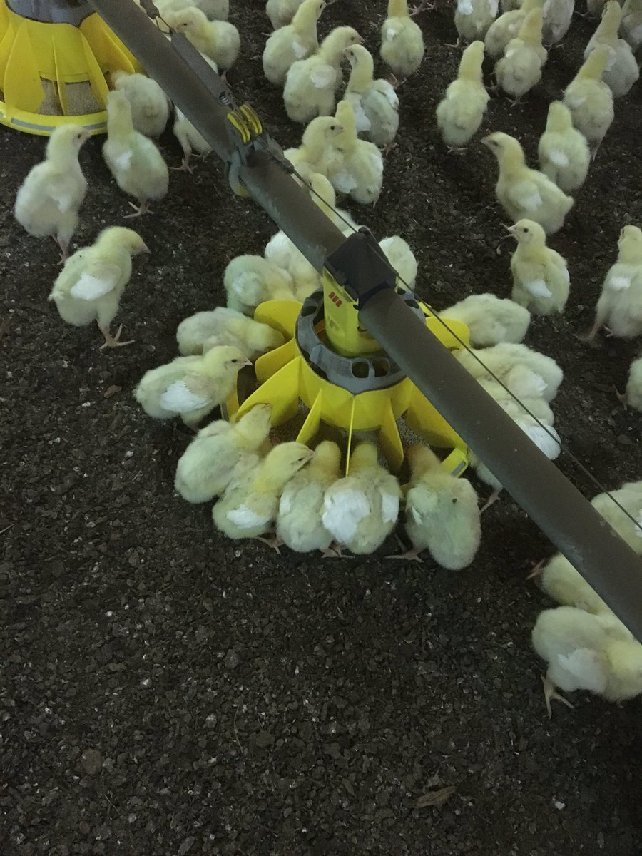 Dinner is ready 🍽