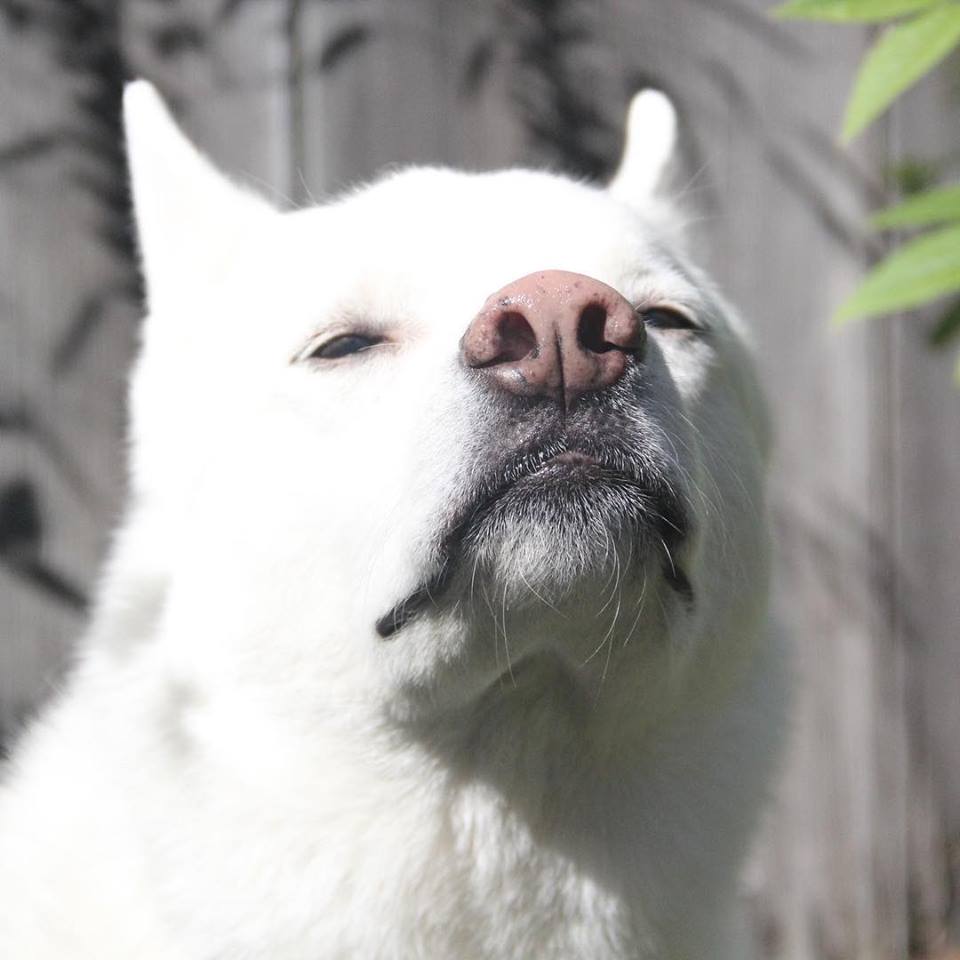 GiddyTwinkle's tweet photo. Look who is feeling a little better!
โค๏ธ #IBDdogs #eatingonhisown #stilldrivingtwinklecrazy #feelingbetter #longhaul #teamgiddy #whitehotmess https://t.co/cOhHgBWGPn