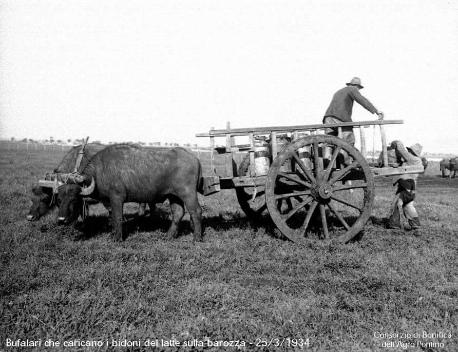 MAP_Museo's tweet photo. #MAPinpillole

Il #bufalo dell'Agro Pontino ha origine dalle Indie Orientali: è dotato di una grande forza motrice e veniva utilizzato generalmente nello spurgo dei canali, identificandolo come il “vero ingegnere della bonifica”.

#museo #bonifica #24settembre https://t.co/8DFWn06v3j