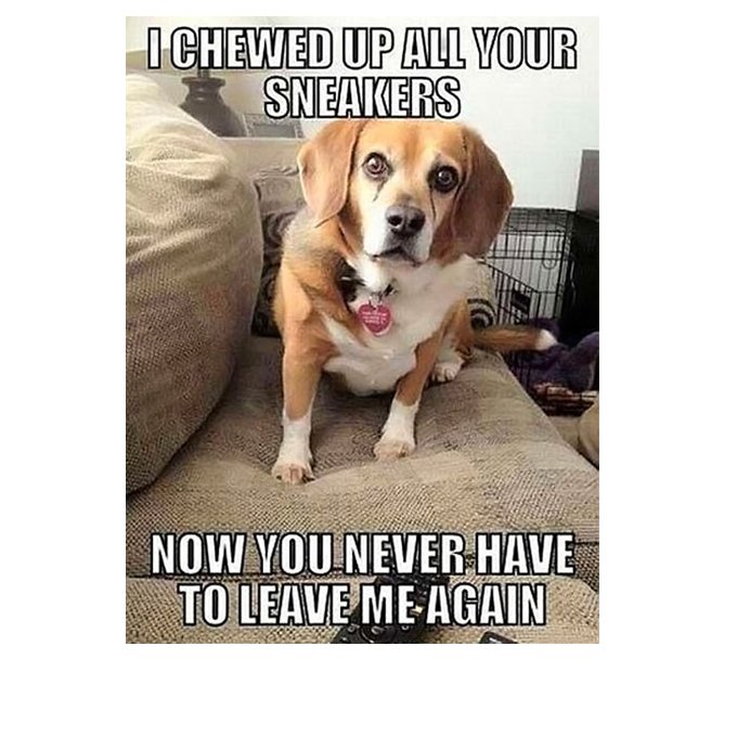 PetEventPros's tweet photo. Anyone have any stories of their fur baby chewing up something important? My childhood dog once ate my dad's wallet and driver's license! https://t.co/mlkTxKBmTf