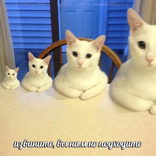 Dn4P7eMW0AED98b?format=jpg&name=small