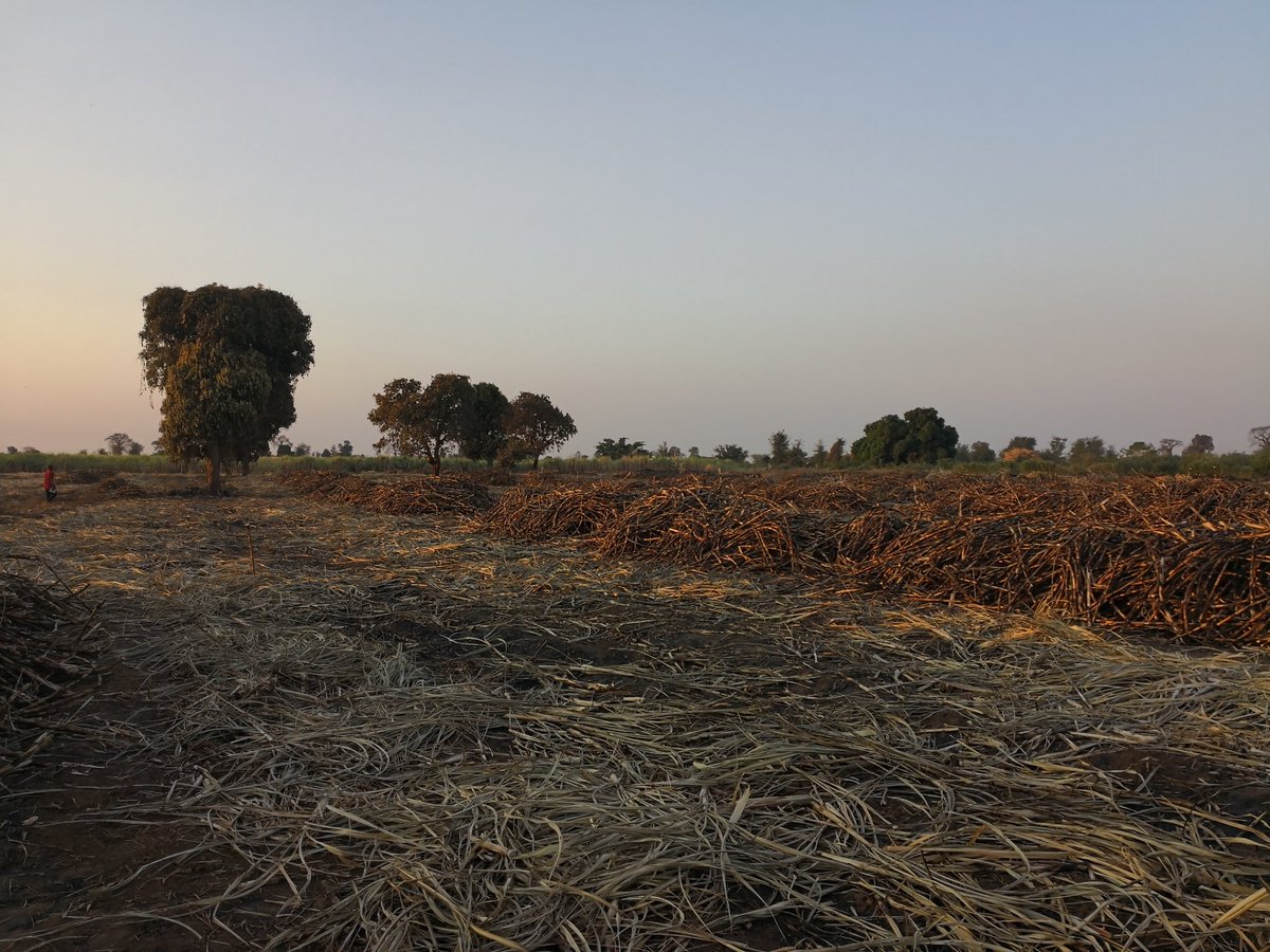 Harvesting Sugarcane!! Against the experts advice, I just grew some great cane....