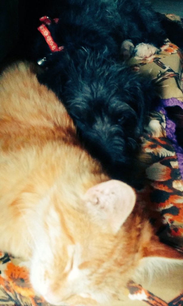 Margaritamtlp's tweet photo. Así duermen mis amig@s pelud@s bonit@s ❤❤ #Sofii &amp; #Ronro Amarl💓s #MtLp 💖😍 https://t.co/JkVU7H1Ruj