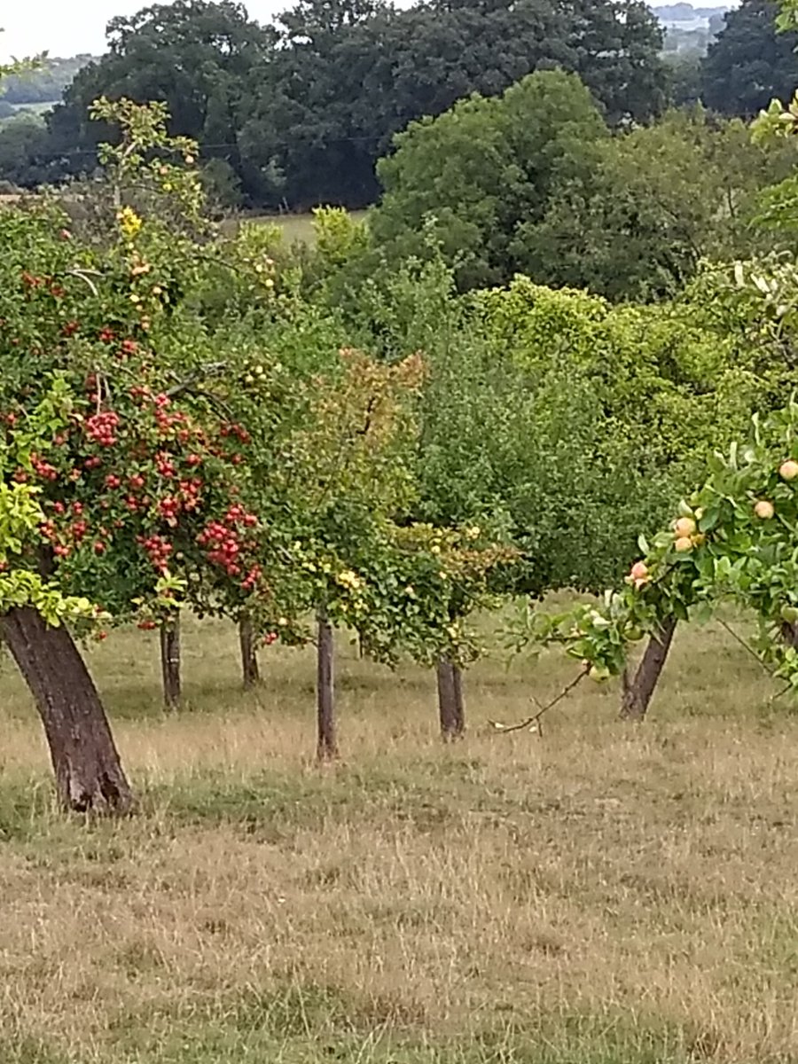Our orchard's looking good! These little Beauties waiting to be squished are going to make   Delicious Cider!