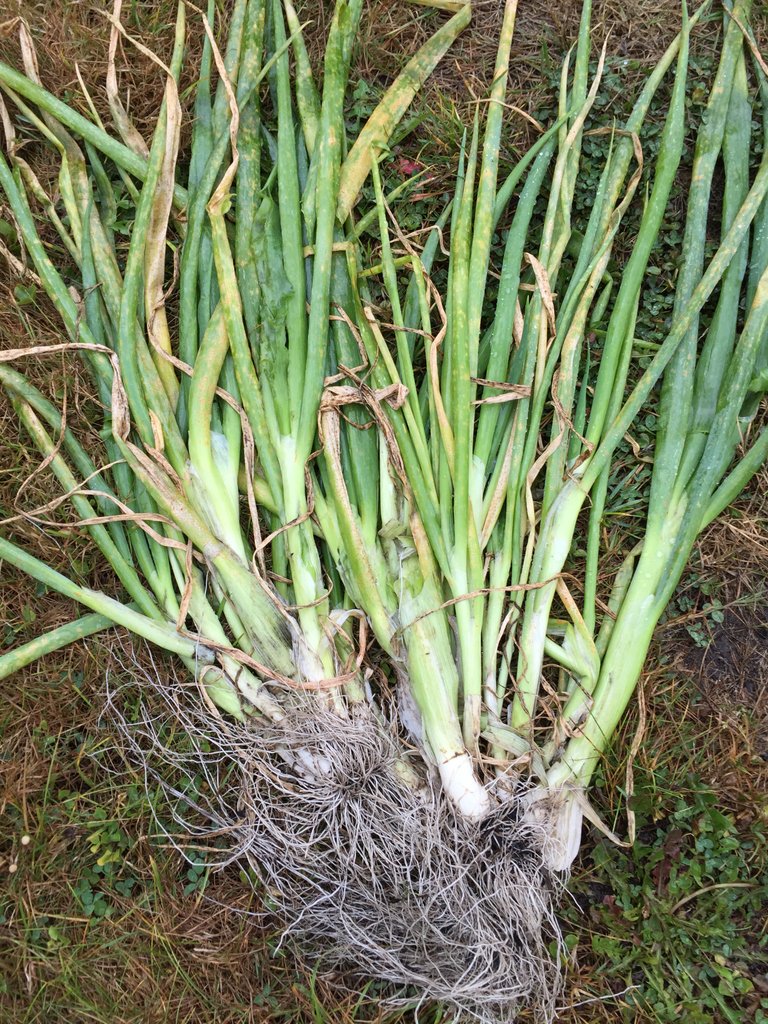 It's a harvest. Big, tall, onions.

#growoya #groweasy #oya #olla