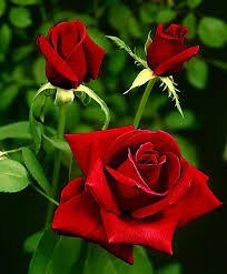 Sahdo Mul (@sahdo_mul) on Twitter photo 