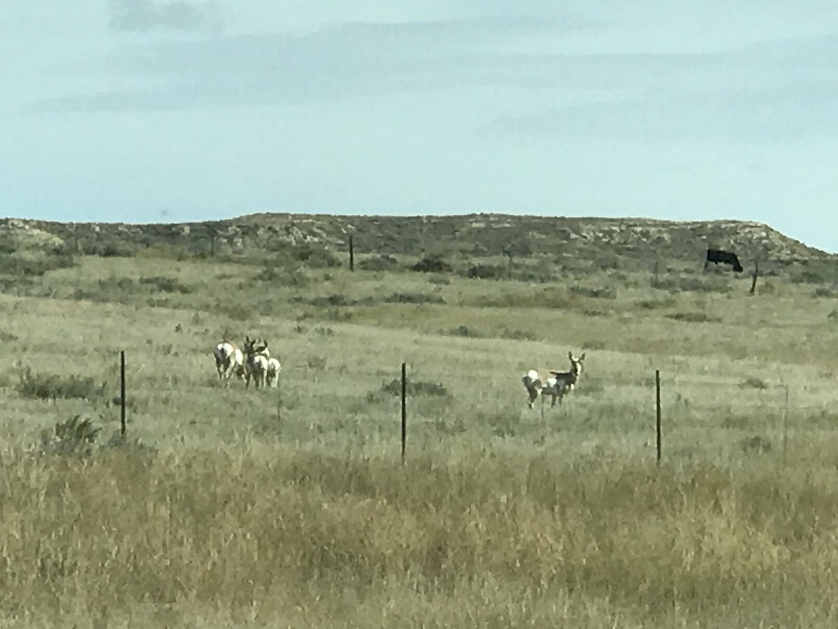 PealingO's tweet photo. Left Ashland Montana heading to South Dakota on the drive we saw a lot of antelope we pulled over to take a few pictures what beautiful animals.#antelope #travel #rvlifestyle #scenicdrive https://t.co/zmEXSvtZGj