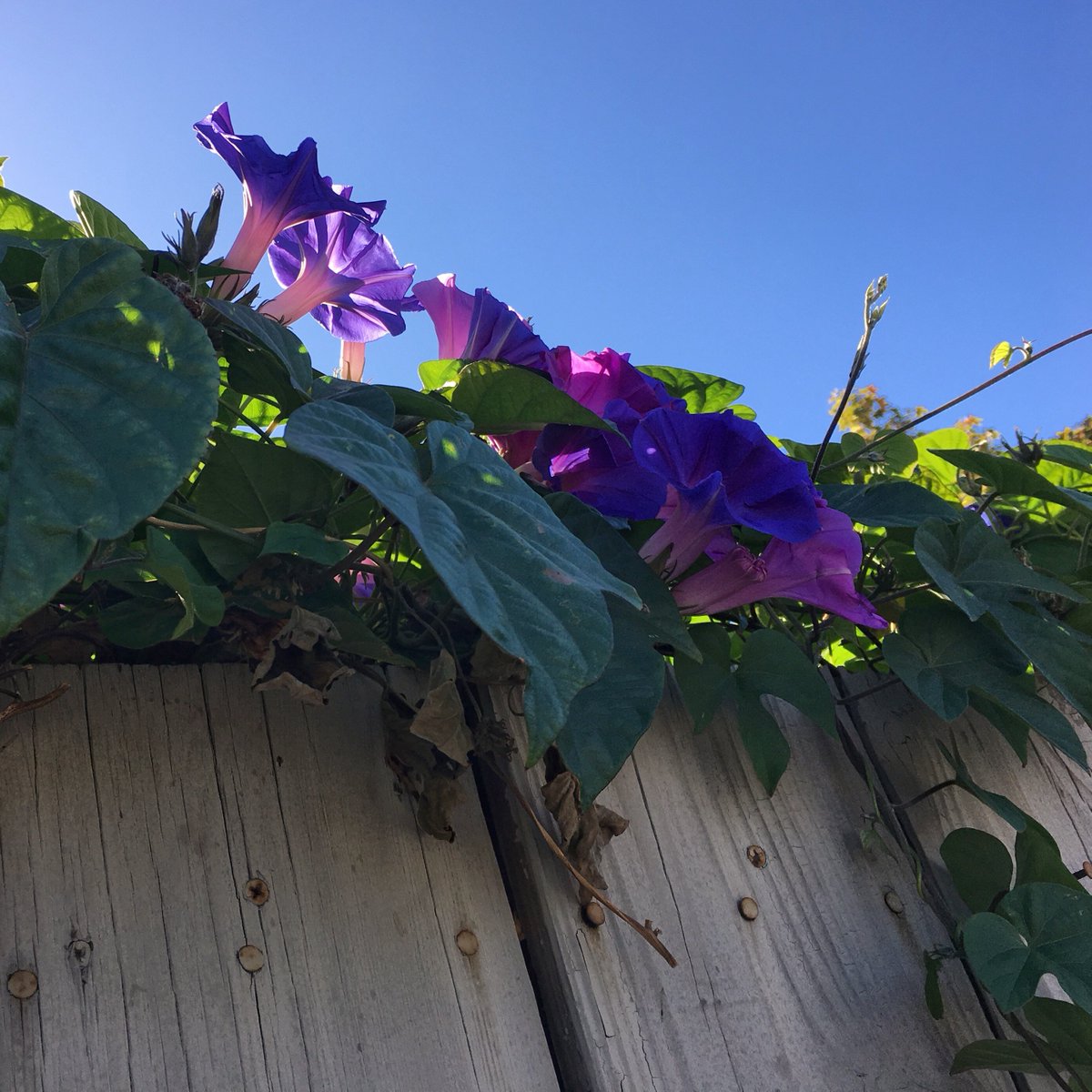 SiegelStudio's tweet photo. These morning glory flowers are spectacular with the sun as backlight. I also love the contrast of the planks of the fence. 
.
.
.
.
#morningglory #purpleflowers #inspirationforart #instaartist #beautiful #walktophilzcoffee #painting #sukkot #chagsameach #bayareaflorals #fineart https://t.co/v6rkMnOUPZ