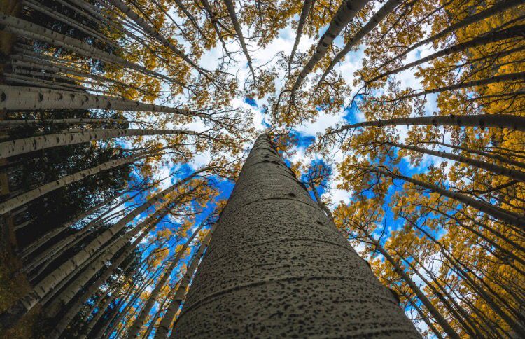 NAU's tweet image. Always keep looking up #PerspectiveIsEverything ⬆️