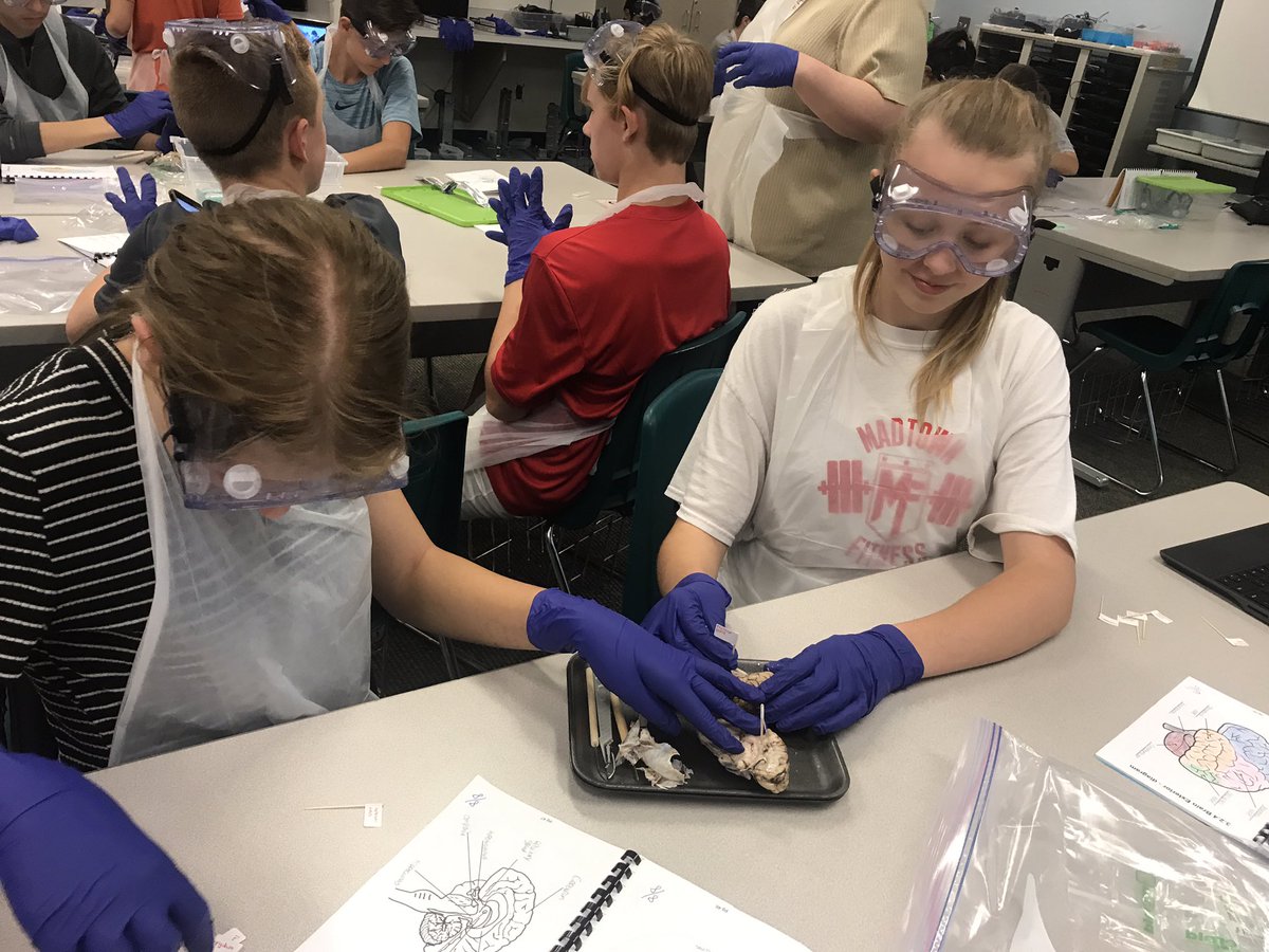D13Warriors's tweet photo. Identifying different parts of a sheep brain by dissecting it in 8th grade S.T.E.M. Class @pedwards149 #ilbsd13 #WFWarriors https://t.co/BivM1g9xC6