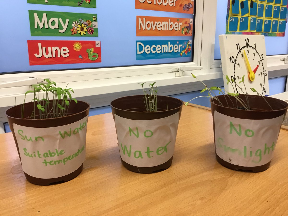 ApplegarthAc's tweet photo. Check out the wonderful grassheads made by the Yr2 pupils! I wonder what facts they’ll discover during their scientific experiments this term. #empower #ApplegarthPRIDE #aspire @thesteptrust https://t.co/paIBDa2niu