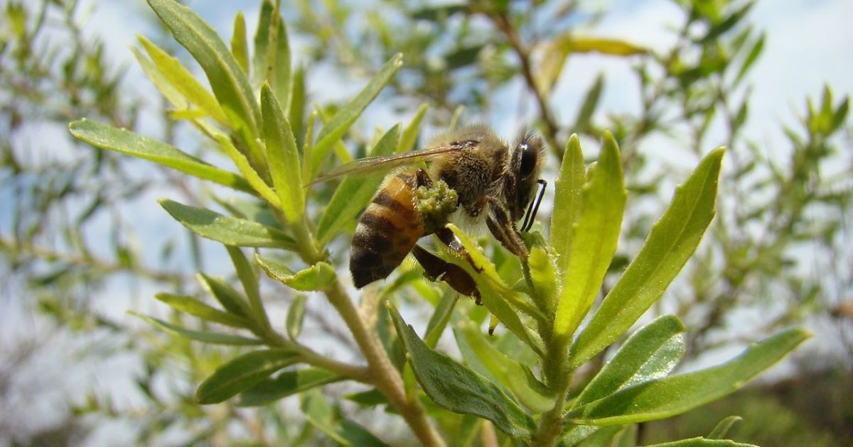 Le_NouvelObs's tweet photo. Le glyphosate serait (aussi) un tueur d'abeilles https://t.co/b0t5Ucnydg https://t.co/ymf5dlQSCX