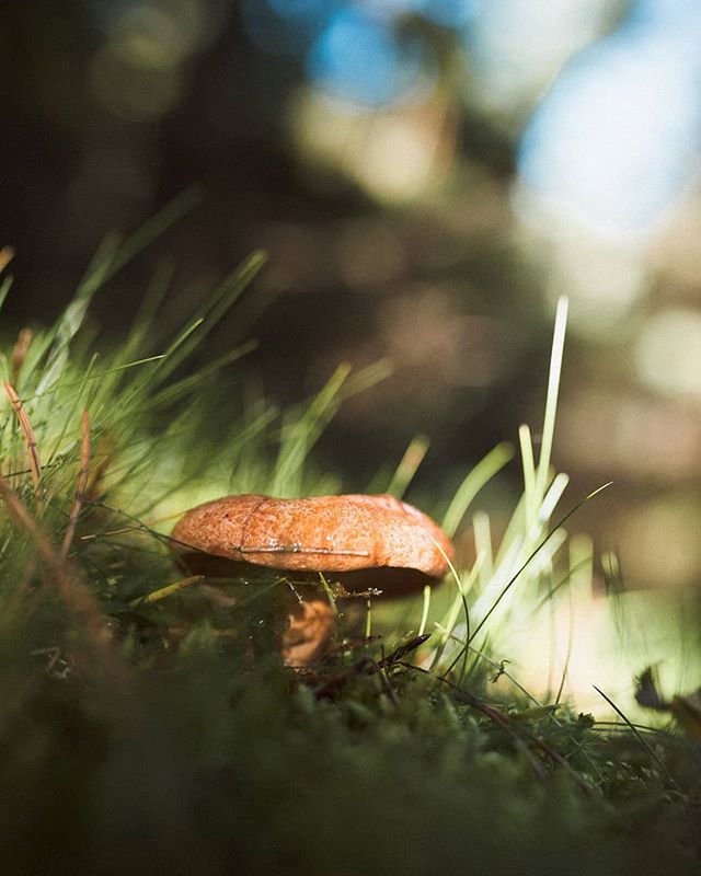 joanllimi's tweet photo. Es va passar tot el matí escoltant com la humitat acariciava les fulles.
.
#vallfosca #viujussa #pallarsjussa
#descobreixcatalunya #igerscatalunya #ig_catalonia #catalunya #catalunyaexperience
#bokeh #botanical #forest
#hallazgosemanal #nikontop #thevis… https://t.co/tKQ8LSVckW https://t.co/n9leQjBfsO