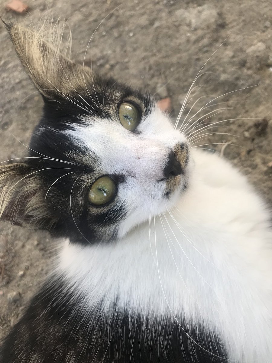 Le�jin�dary on Twitter "Bursa/Mudanya/Güzelyalı da oturup kedi bakmak