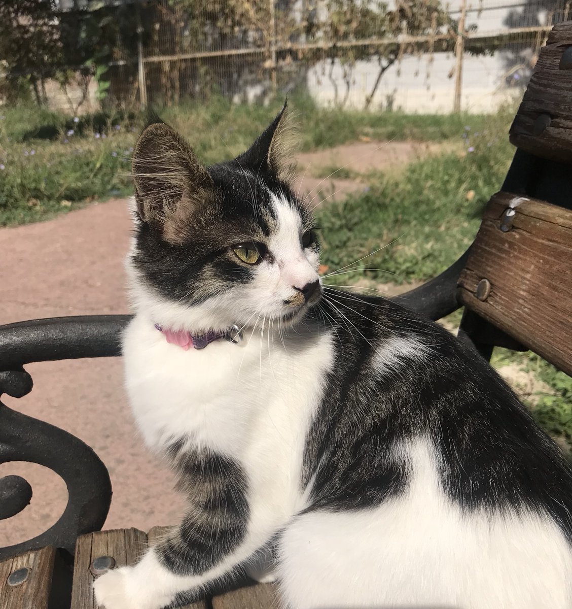 Le�jin�dary on Twitter "Bursa/Mudanya/Güzelyalı da oturup kedi bakmak
